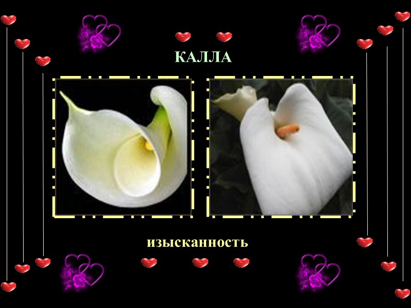 КАЛЛА изысканность